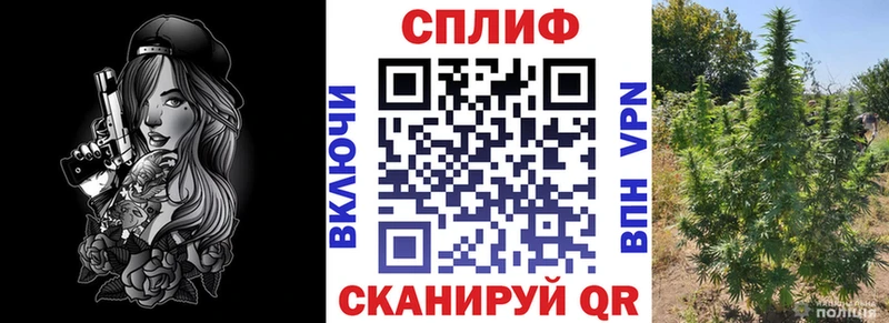где купить наркоту  Боровичи  Конопля гибрид 